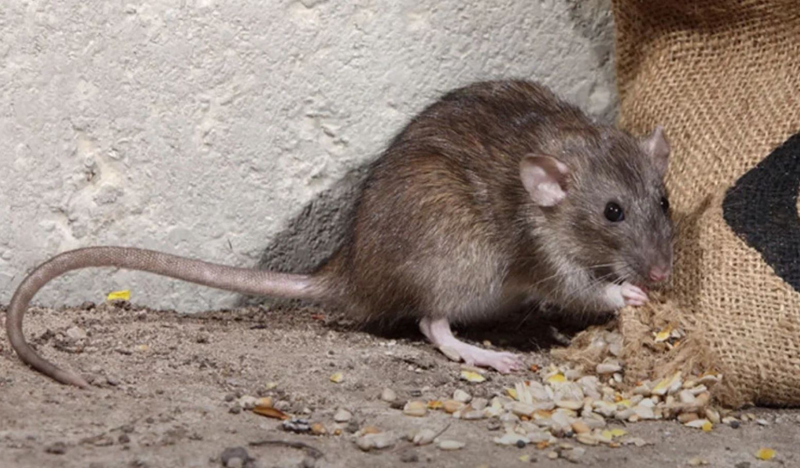 фото: Профессиональная дератизация в Северском: <br/>+7-909-173-42-96