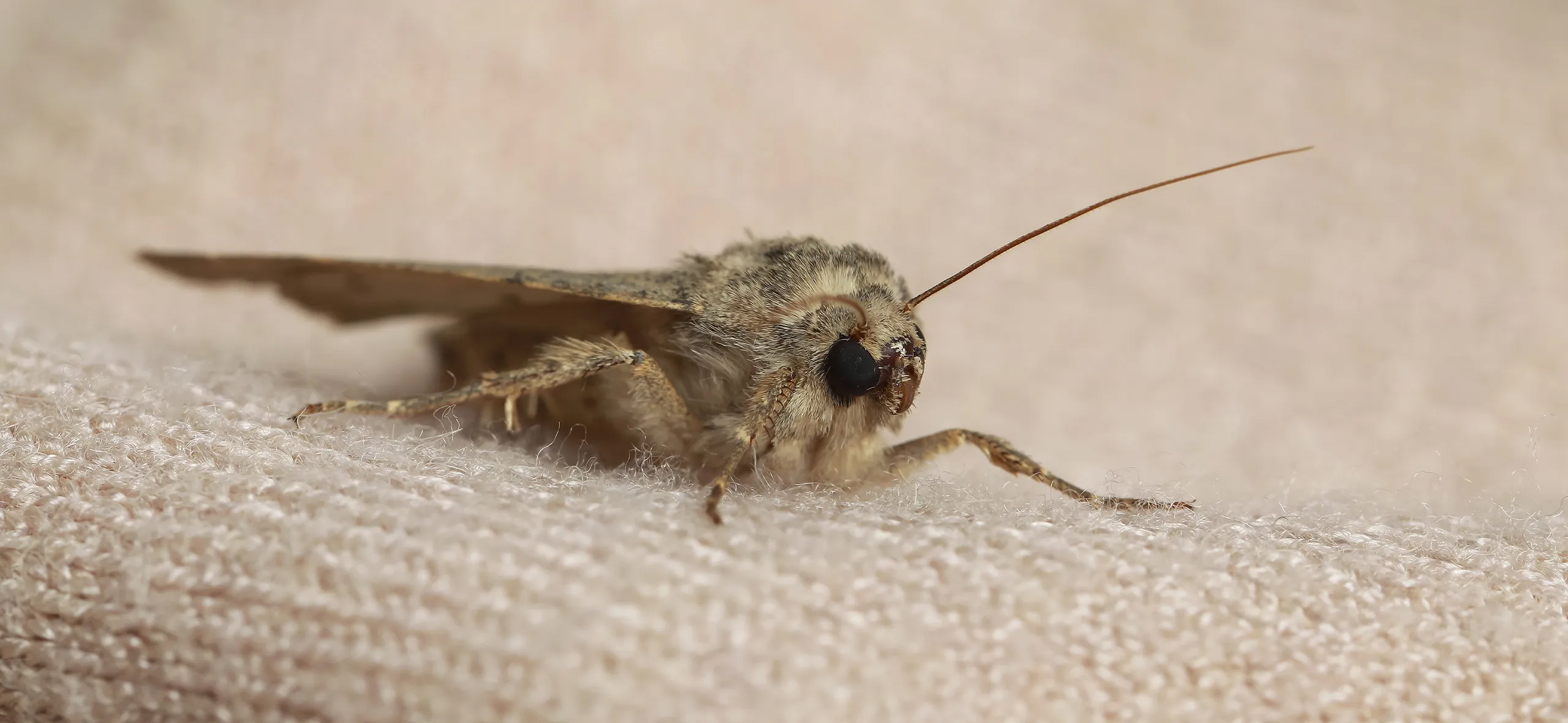 фото: Профессиональная обработка от моли в Северском: <br/>+7-909-173-42-96